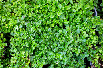 Water cress, Fresh organic plant vegetables, Top view.