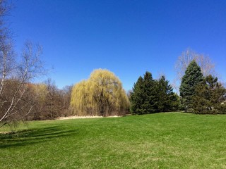 Obraz premium scenic view of trees in the park