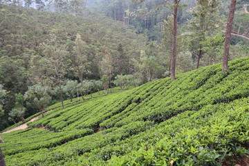 Fototapeta na wymiar Plantations de Thé Hatton Sri Lanka