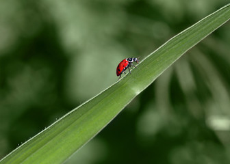 ladybug on grass
