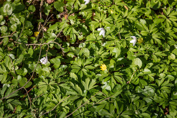 Sol végétal du sous-bois
