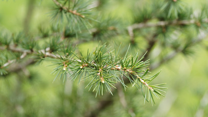 (Cedrus libani) Jeune Cèdre du Liban aux longues aiguilles vert-gris-bleuté à vert sombre groupées en rosettes sur des petits rameaux étalés et horizontaux.
