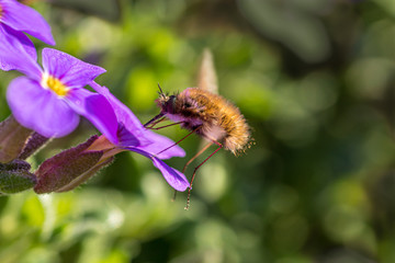 bombylius major 01 - insetto mentre succhia il nettare da un fiore stando in volo