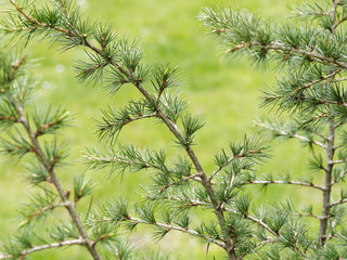 (Cedrus libani) Jeune Cèdre du Liban aux longues aiguilles vert-gris-bleuté à vert sombre groupées en rosettes sur des petits rameaux étalés et horizontaux.
