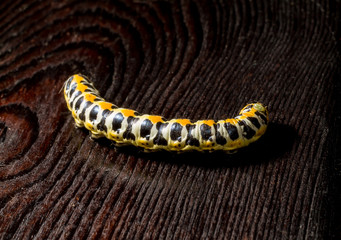Large caterpillar. Macro world. Fauna and flora.