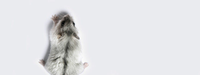 hamster climbing up on gray background, panoramic mock-up with space for text