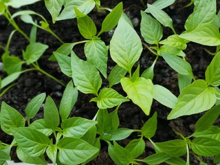 Spring seedlings. Low sprouts of peppers grown at home in boxes.