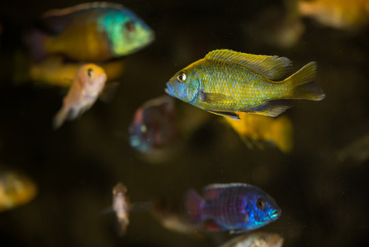 Colorful male african cichlids