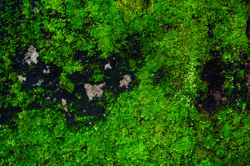Wall of natural green moss. Horizontal Image