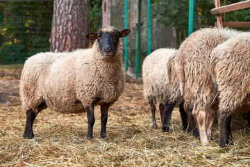 Domestic white sheep