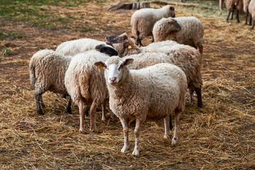 Domestic white sheep