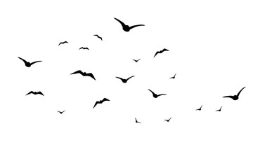 Vector silhouette of birds on white background. Symbol of animal and sky.