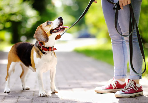 Obedient Beagle dog with his owner. Walking of pets.