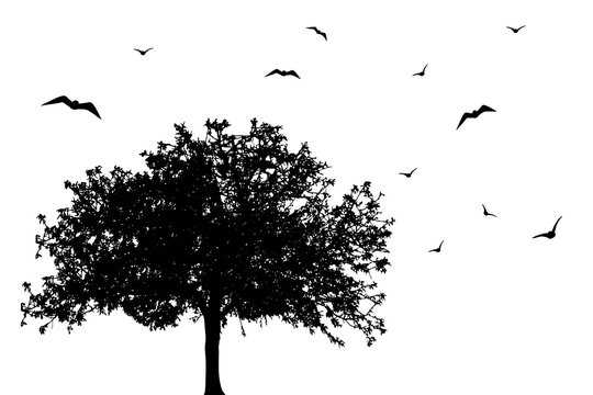 Vector silhouette of tree with flying birds on white background. Symbol of nature.
