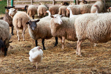 White hen with sheep