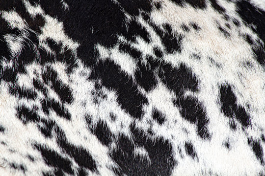 Black And White Cow Fur Texture