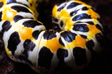 Large caterpillar. Macro world. Fauna and flora.