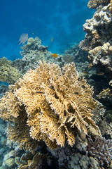 Fototapeta na wymiar Colorful coral reef at the bottom of tropical sea, yellow fire coral, underwater landscape