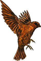 Sparrow bird brown in flight vector illustration