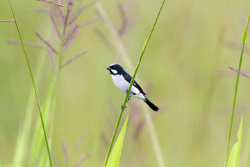 Lined Seedeater in the grass with a green background