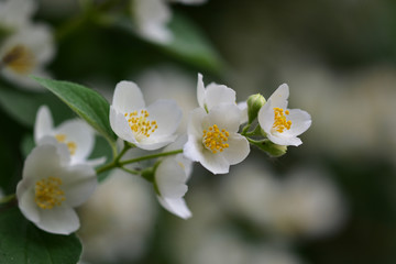 Delicate sprig of white fragrant jasmine with bright yellow stamens