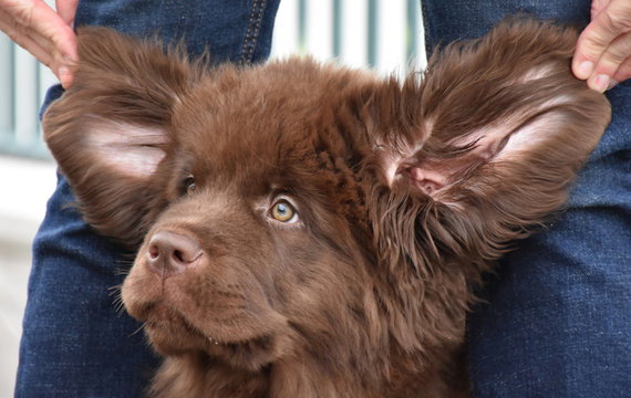 Funny Looking Puppy With His Ears Up Like an Ewok