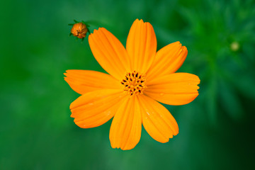 orange flower on green background
