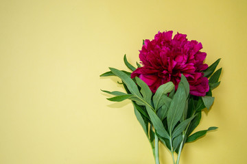 Beautiful  burgundy peony with green leaves on yellow background, copy space for text, flat lay, spring flowers indoors