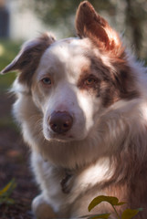 border collie dog