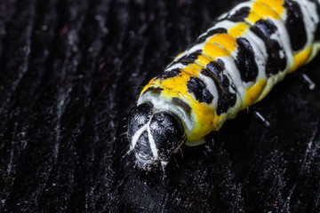 Large caterpillar. Macro world. Fauna and flora.