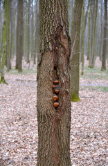 mushrooms on the tree