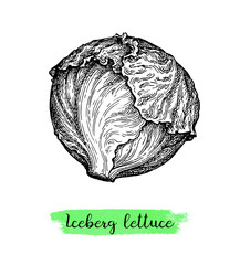 Ink sketch of lettuce iceberg.