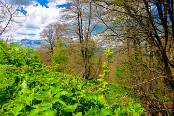Beautiful mountain panorama with lush greens, blue skies, and puffy clouds