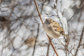 Fun gray and brown sparrow sits on a branch in the park in winter on a blurred gray background