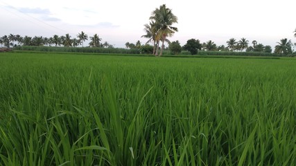 Fototapeta na wymiar full rice paddy crops view in field