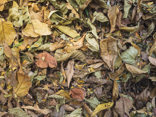 Colorful autumn fallen on soil background