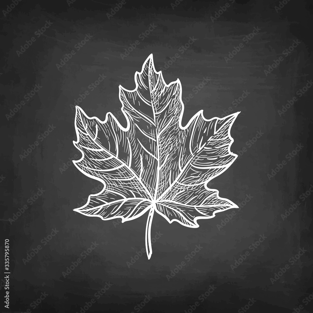 Canvas Prints chalk sketch of maple leaf.