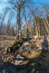 Spring stream in the Giant Mountains