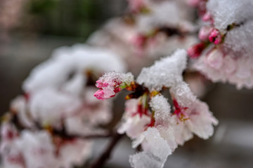 さくら　桜　雪　桜と雪　降る　春　花　HDR