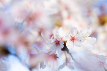 Close-up of a pink blossom in spring blue sky