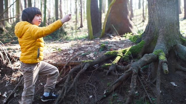 The boy climbs the roots of a tree in the forest. Leisure activities in the fresh air. Ecological school.