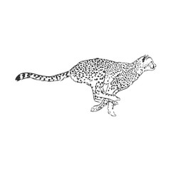 Running Cheetah, wild African cat, vector sketch illustration