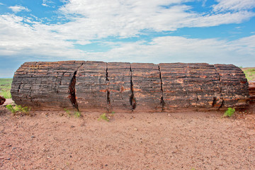 Fototapeta na wymiar Petrified Forest National Park in Arizona named for its large deposits of petrified wood