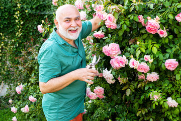 Bearded Senior gardener in an urban garden. Gardener in the garden. Professional Gardener at Work.