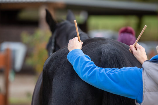 Horse osteopath while exercising tail with two wooden sticks..