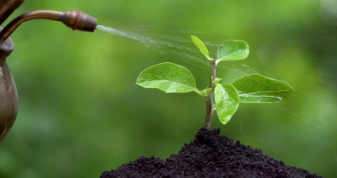 Young plant grows from the soil, man's hand watering fron vintage pulverizer. Closeup side view.