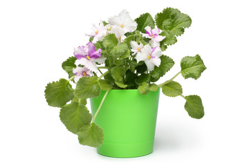 Blossoming violet flower in green pot