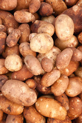 Heap of potatoes in farmers' market