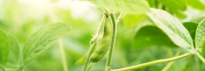 Green Soybean Field closeup, soy bean crops in field. Background of ripening soybean. Rich Harvest...