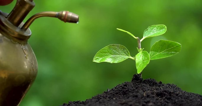 Young plant grows from the soil, man's hand watering fron vintage pulverizer. Closeup side view.